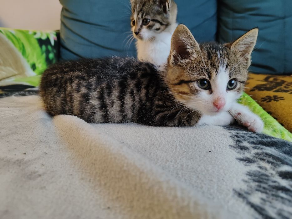 Oddam kotka w dobre ręce