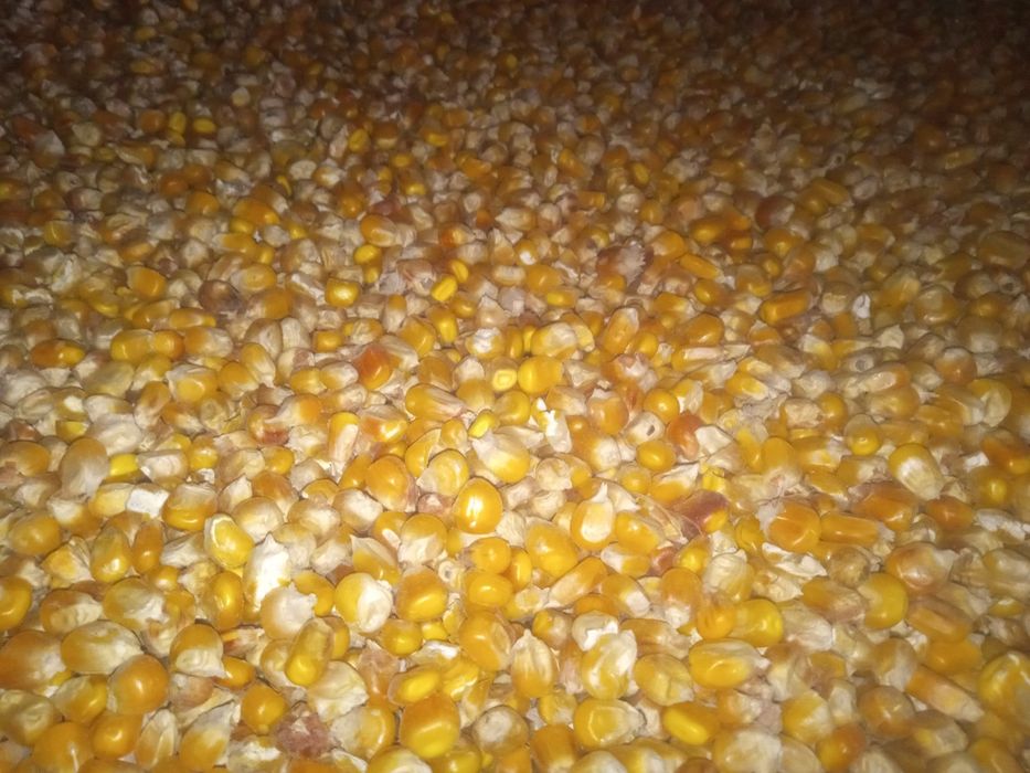 Kukurydza sucha, zbiór 2025.