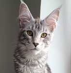 Maine coon kociak kotka srebrna