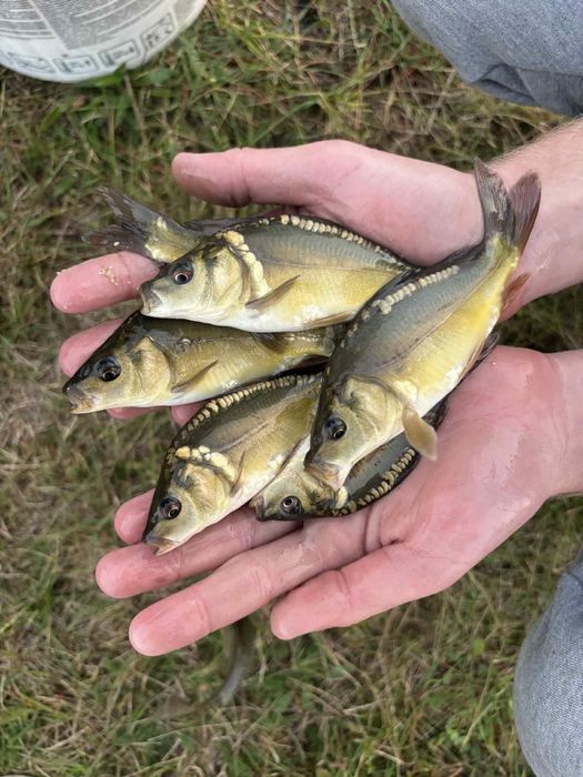 Kroczek Karpia Karp