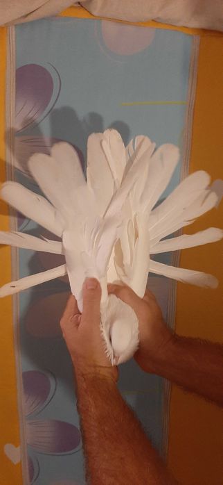 Orlik polski biały - Orliki polskie białe