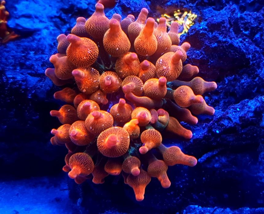 Ukwiał Quadricolor rainbow . Koralowiec . Akwarium morskie