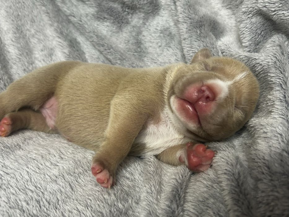 American bully samiec szczeniak ABKC