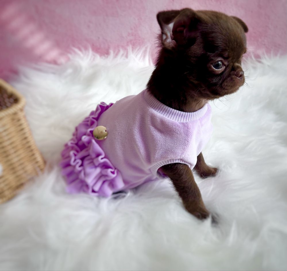 *** Śliczna dziewczynka chihuahua czwkolada krótkowłosa***
