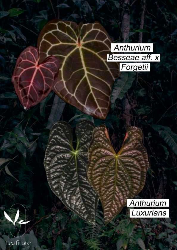 Vendo  Anthurium Papi xone x Red spider