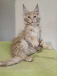 Kremowy kocurek Maine Coon