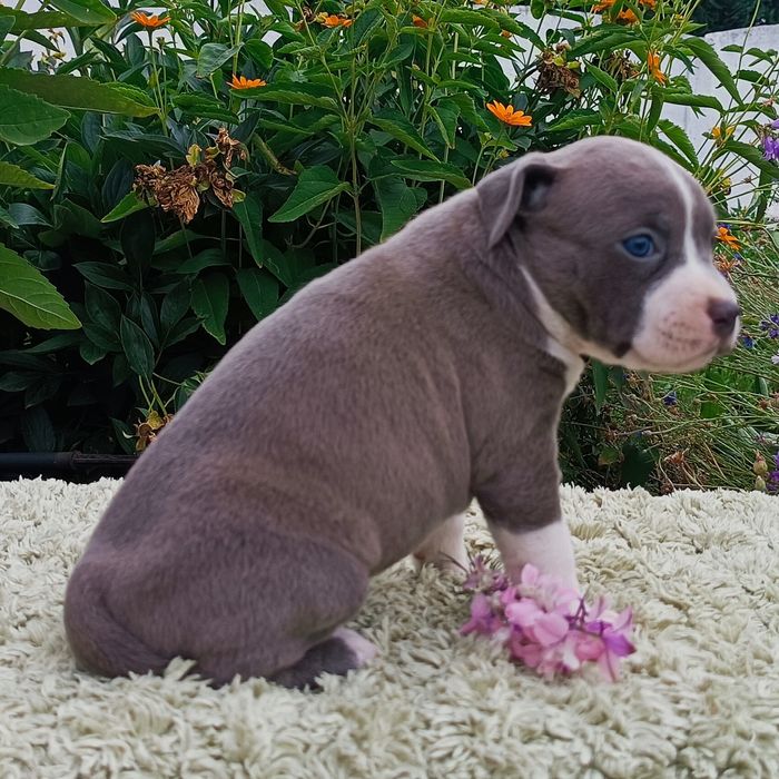 Нова Луна дівчинка просто ніжна перлинка ,розплідник КСУ