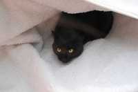 MARTYNKA czarna kotka adopcja schronisko młoda
