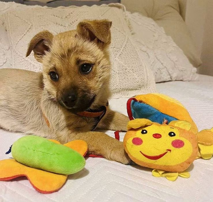 Mały Teo szuka domu