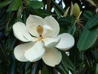 Magnolia Parasolowata