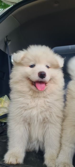 Samoyed samojed szczeniak