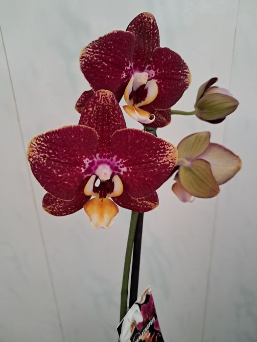 Продам орхідеї квітучі