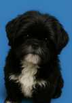 Dziewczynka rasy Shih-tzu cena ostateczna