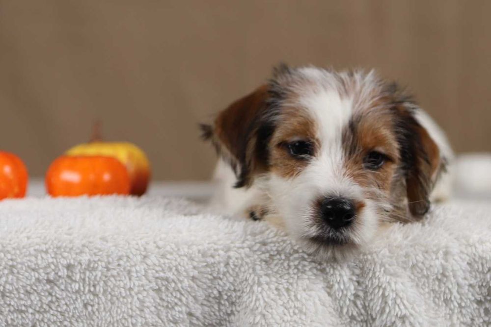 piesek Jack Russell terrier ZKWP/FCI szorstkowłosy