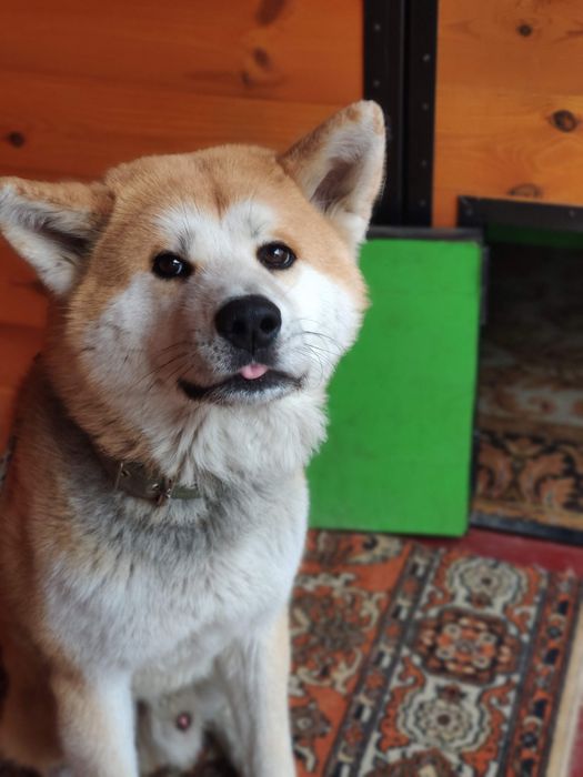 Готель для собак/ перетримка.