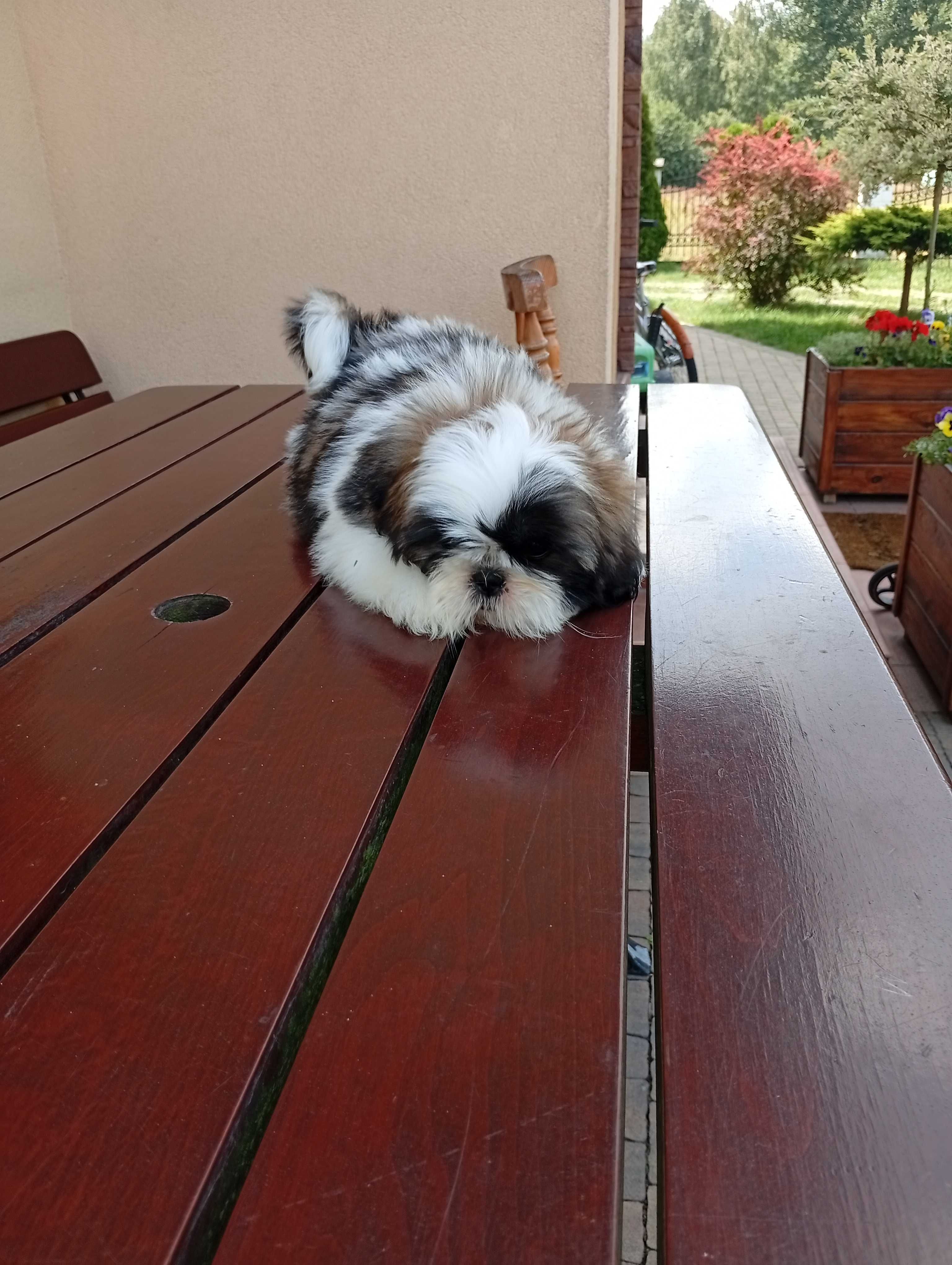 Shih-tzu suczka tricolor