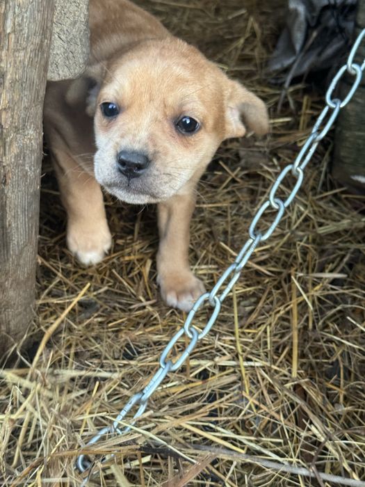 Щенята шукають родину