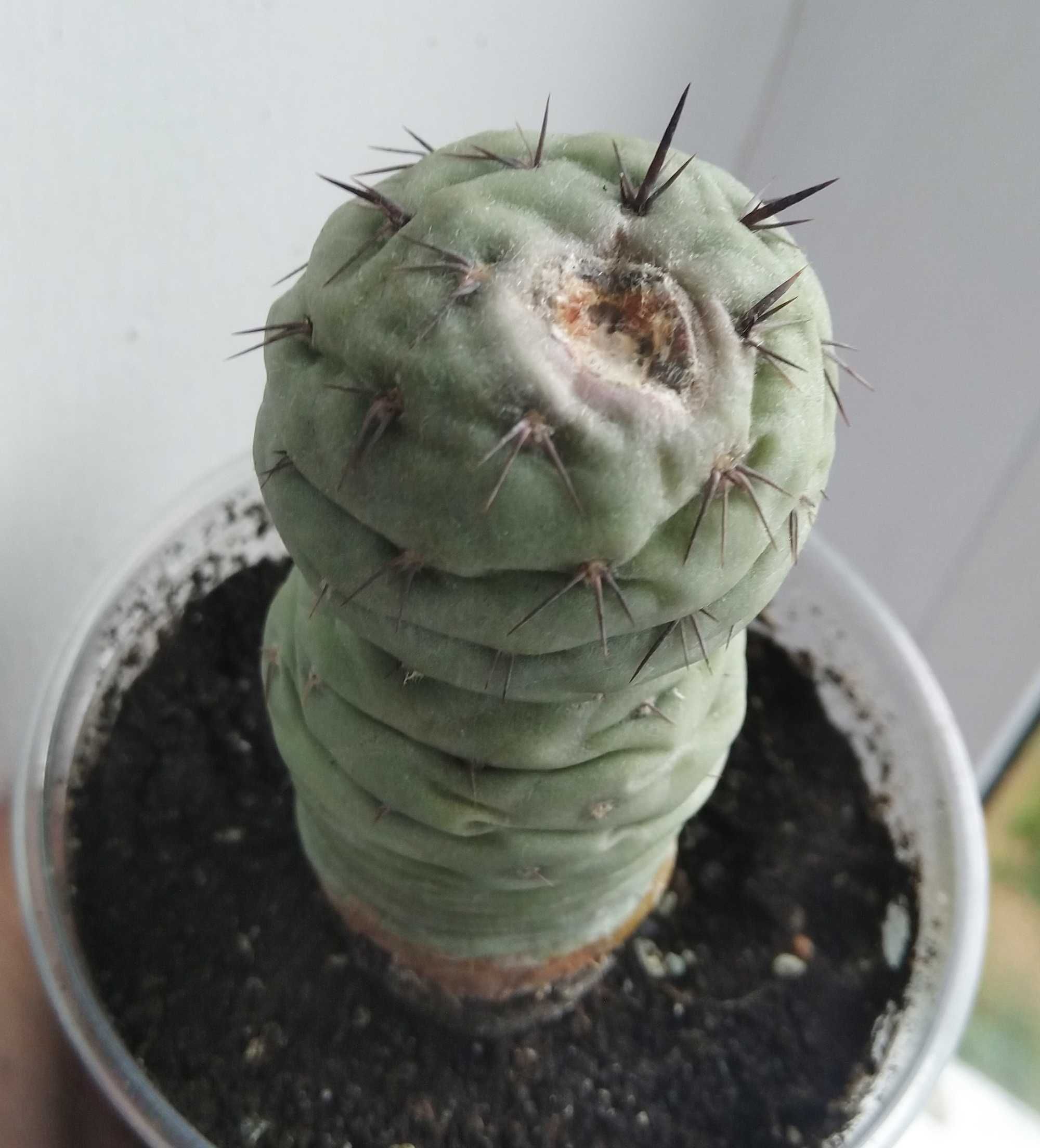 Tephrocactus geometricus кактус суккулент