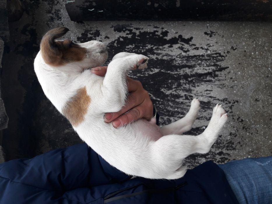 Терьер Мальчики и Девочки