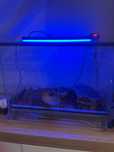 Terrarium 60x40x40 z pełnym wyposażeniem wraz z lokatorem– SUPER CENA