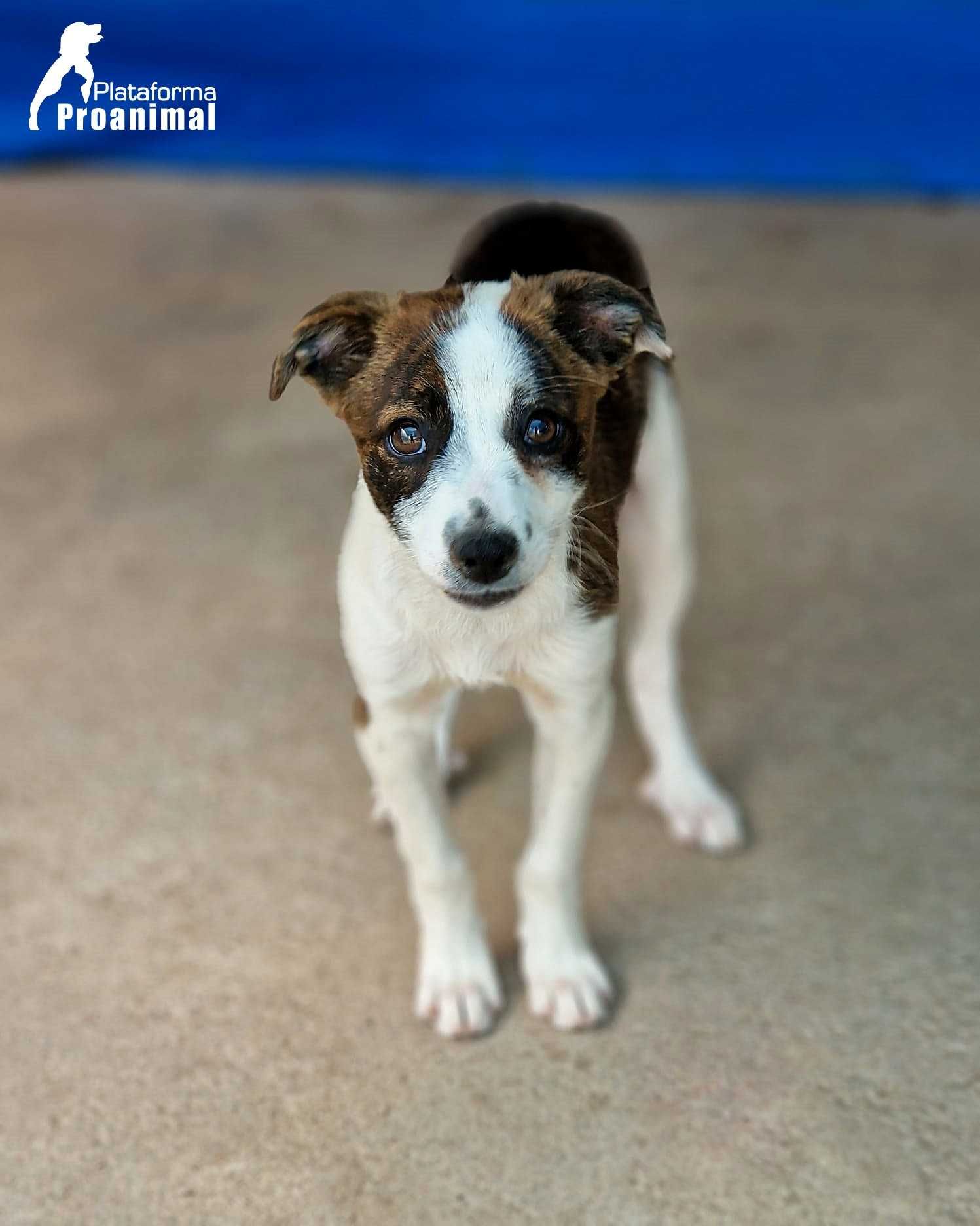PIPO - Cãozinho Bebe para Adoção