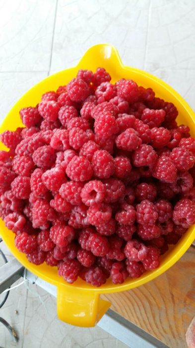 Саженцы садовых растений