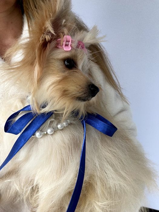 Обіймай і не відпускай  чарівні Помапу тут!