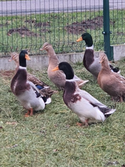 Kaczki staropolskie i Kajuga