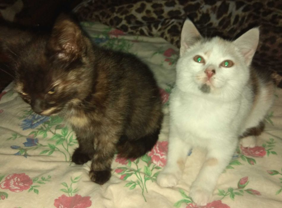 Кошенята шукають дім.