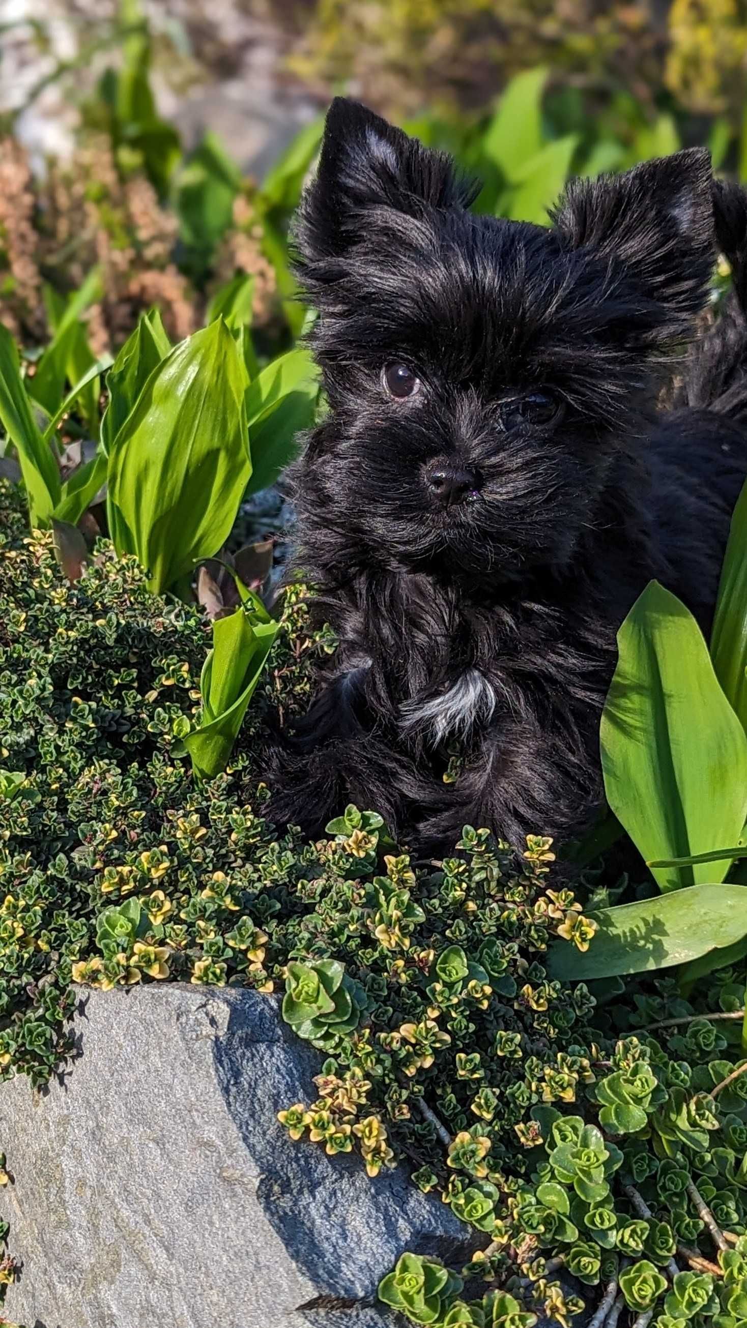 Sprzedam pieski Yorkshire terrier