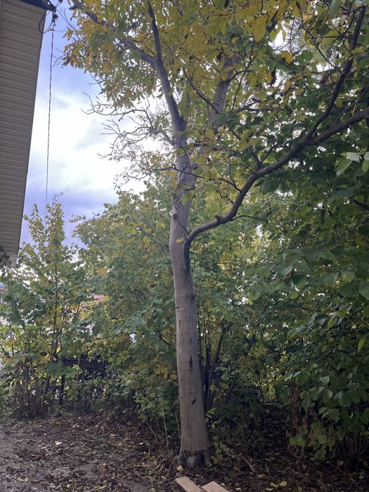 Дерево горіха, самовивіз, самозруб