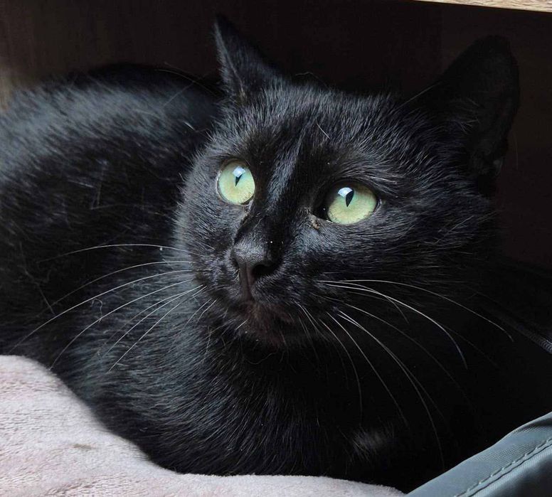 Nieśmiała, ale pełna czułości kotka Czarnulka vel Lalka szuka opiekuna