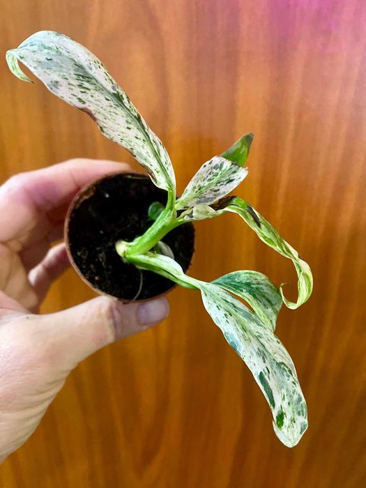 Rhaphidophora Puberula variegata