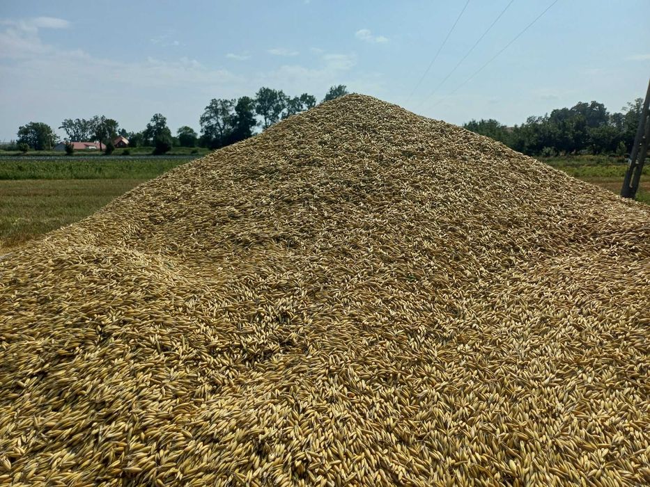 Owies tegoroczny, rok po centrali