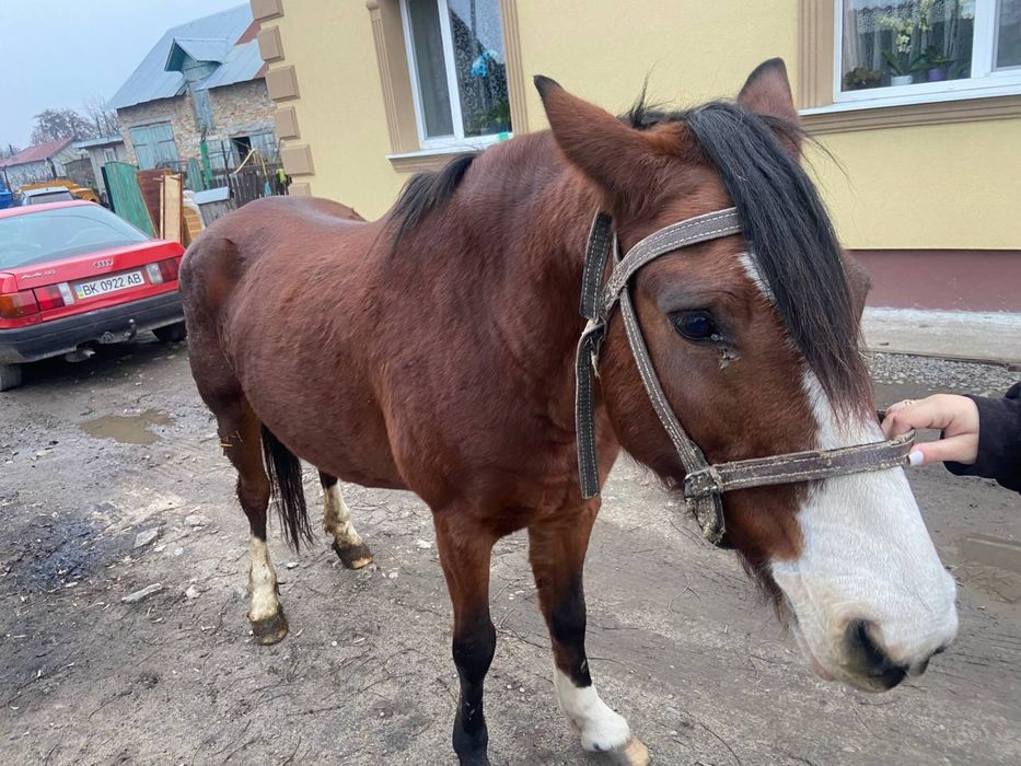 Продам кобилку.