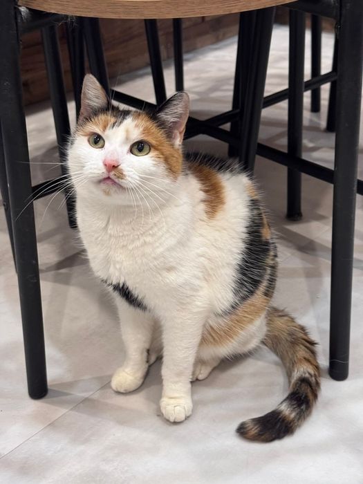 Hrabina szuka swojego królestwa na stałe