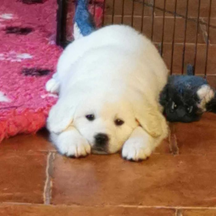 Owczarek podhalański szczenię rodowód ZKwP (FCI)