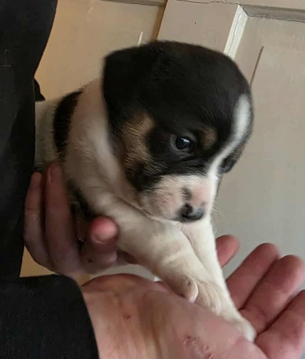 Oddam samiczke mama Beagle