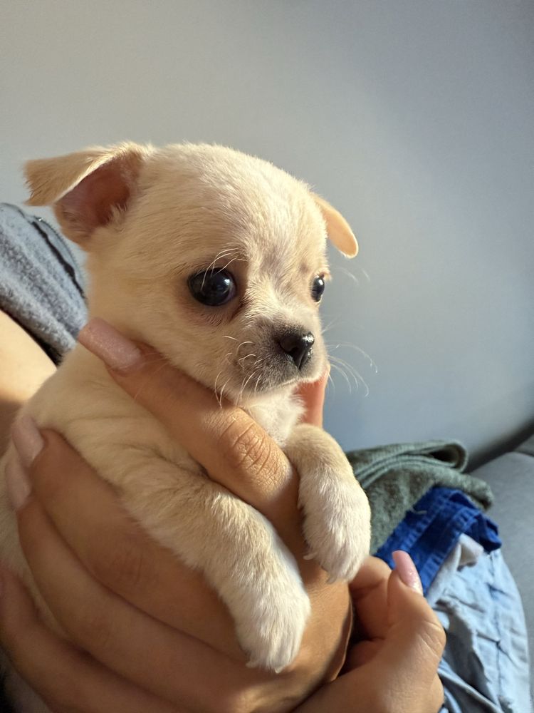 Piesek pies chihuahua kremowy miniaturka