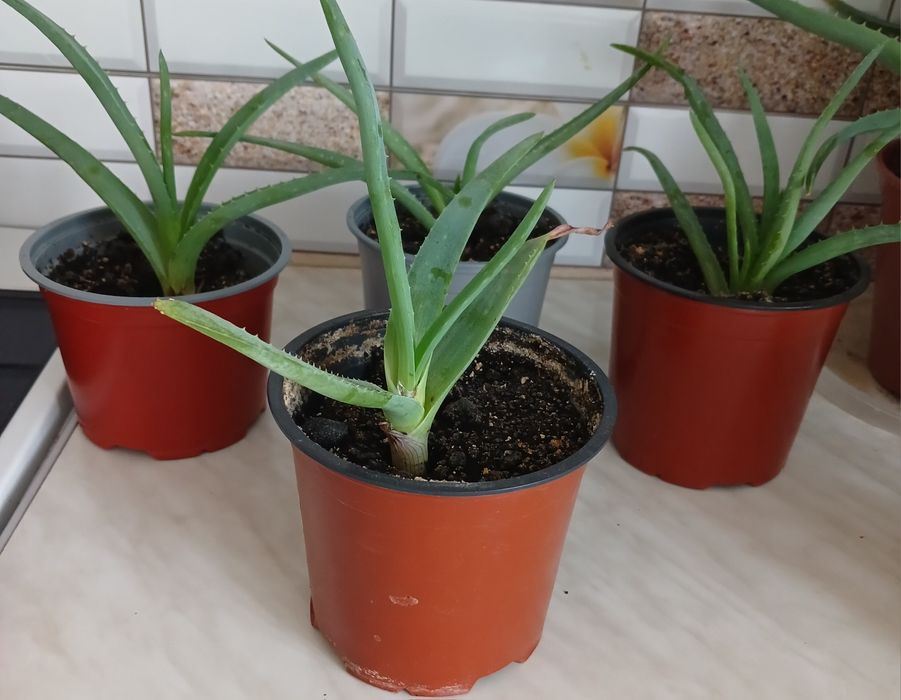 Алое в горщиках 50 грн