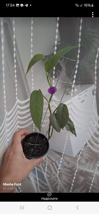 Кімнатні рослини