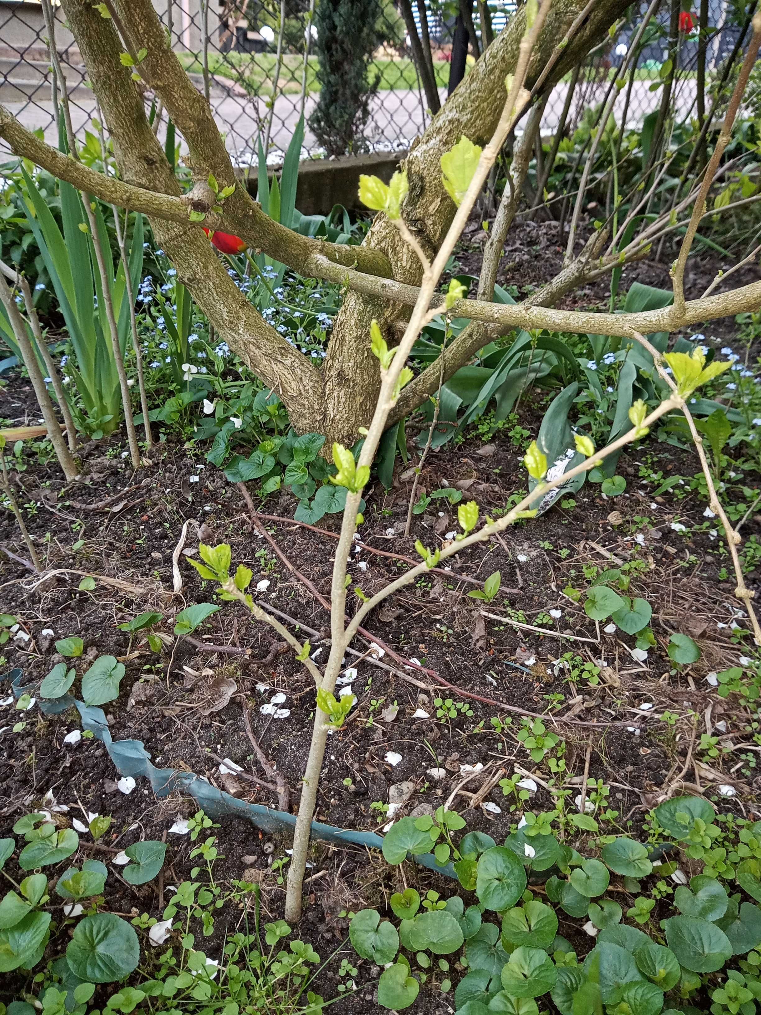 Zioła,rośliny ogrodowe kwiatowe, wierzbę "Hakuro Nishiki",oregano-lebi