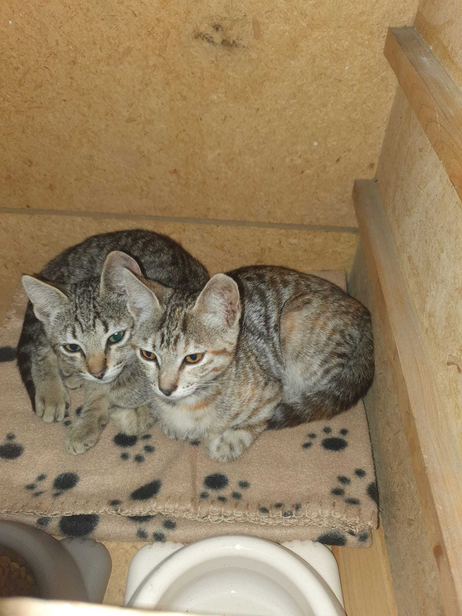 Dois irmãos muito meigos e brincalhões