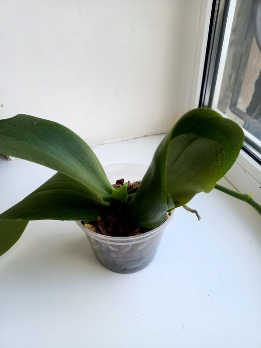 РАСПРОДАЖА Комнатных растений :зензи, монстеры, алоказии