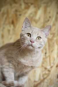 Эдмунд 1 год, красивый ласковый котенок, рыжий котик
