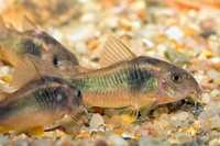 Promocja !! Rybka ryba Kirys kirysek  spiżowy duży Corydoras aeneus