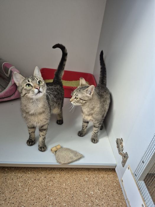 Киці, яких привезли військові, Поппі в Норі. ДоброКіт