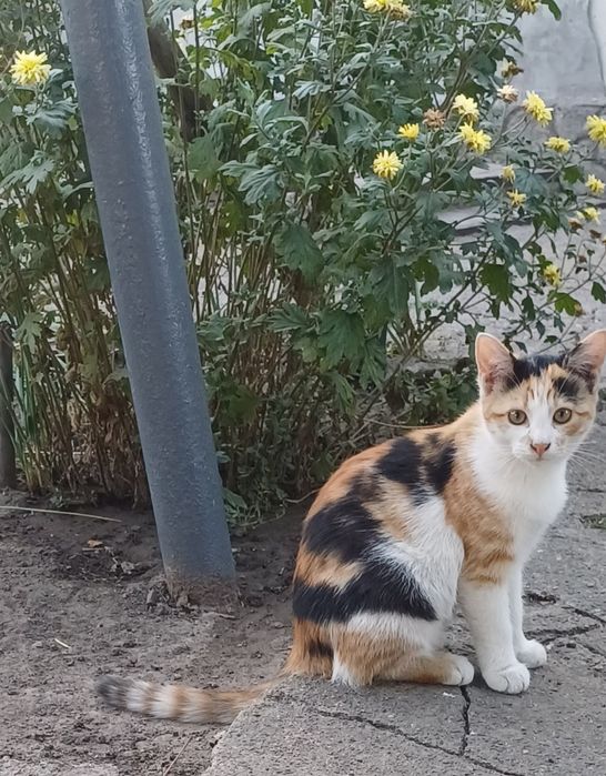 Віддам гарну кішечку!