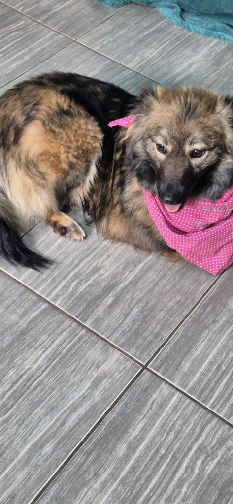 Radosna roczna Roxy do adopcji