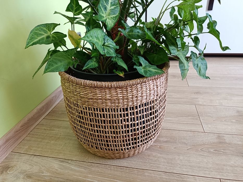 Kwiat Palma daktylowa